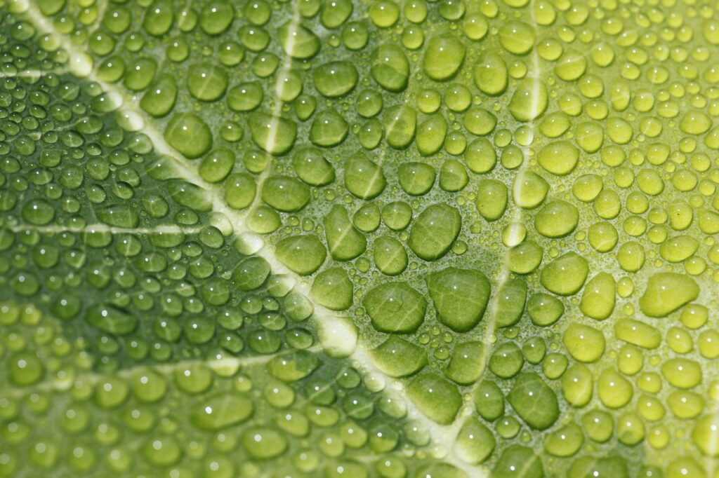 leaf, drops, veins-7395982.jpg